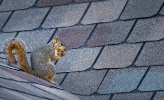 Squirrel sitting on the roof