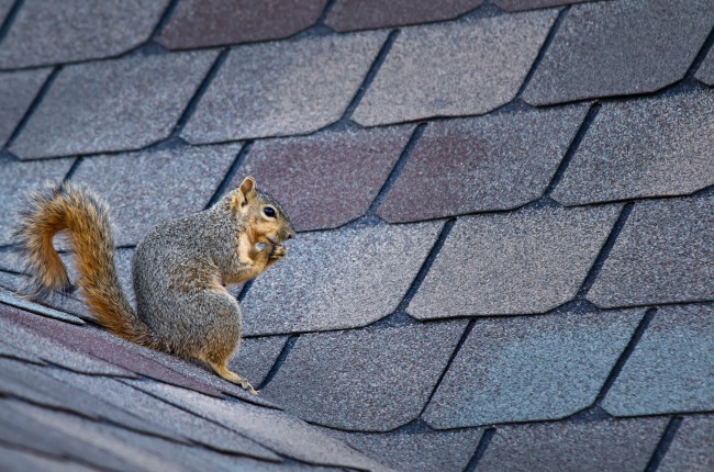 Squirrel sitting on the roof