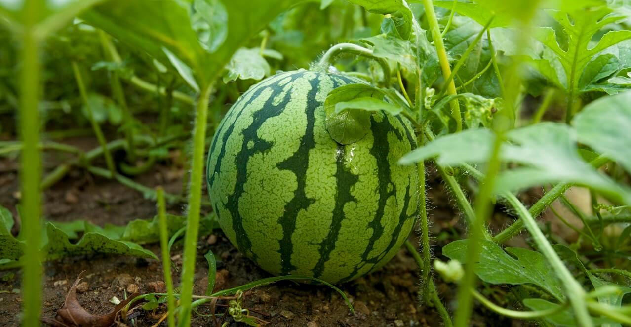 watermelon in home fruit garden