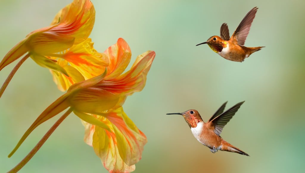 Hummingbirds getting nectar