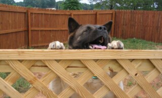 Dog in a dog run