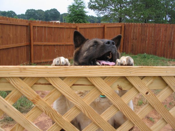 Dog in a dog run