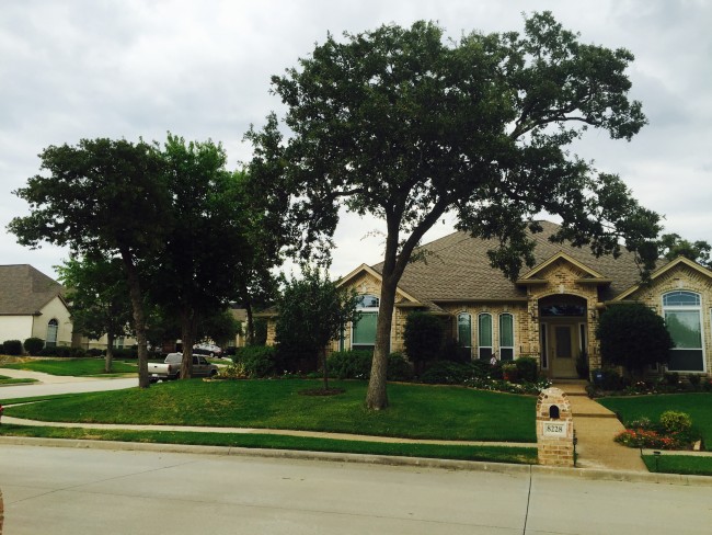 Trees in the front yard