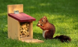 Squirrel munching on nuts