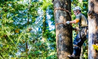 Man wearing harness climbing tree