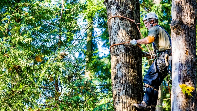 Man wearing harness climbing tree