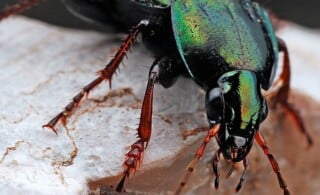 Beetle indoors