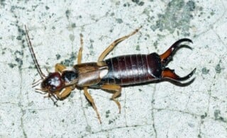 Earwig