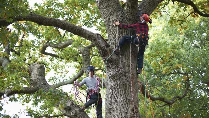 Arborist Tauranga