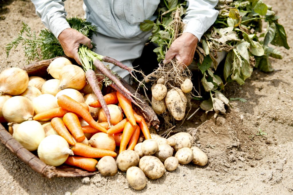 Homesteading Basics