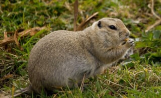 Gopher in Yard