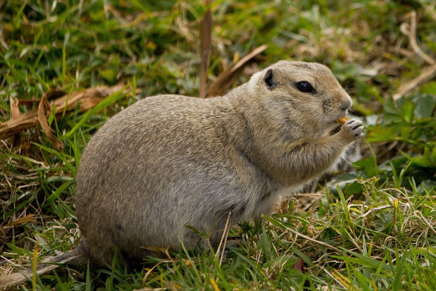 Gopher in Yard