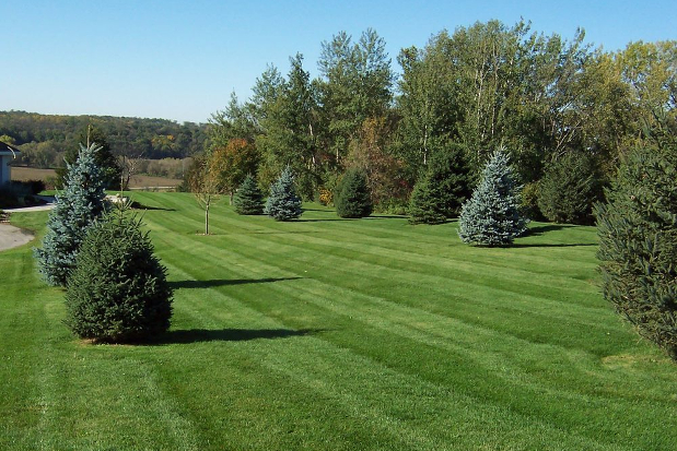 Maintained Lawn