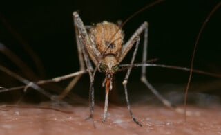 Mosquito