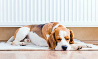 family dog on carpet on hardwood floors