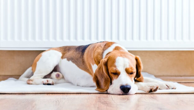 How To Prevent Pet Damage To Your Floors Dog Proof Floor Tips