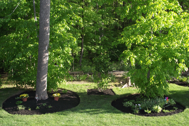 Mature Tree Planting