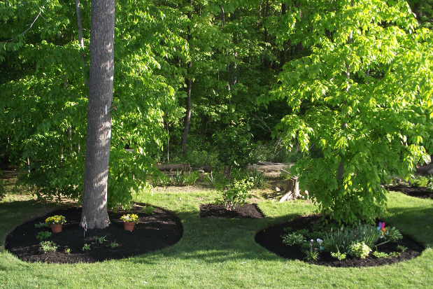 Mature Trees Planted in Yard