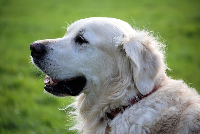 Puppy Proofing Your Home and Yard