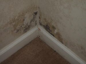 basement mildew from moisture, humidity