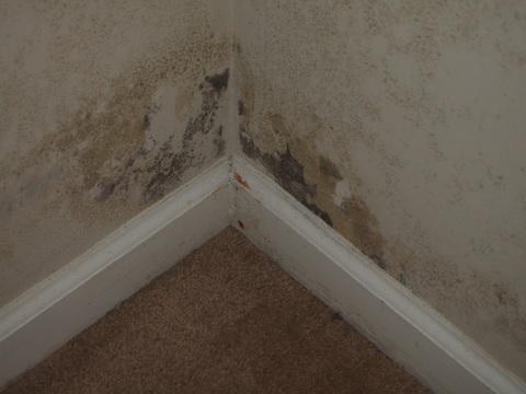 basement mildew from moisture, humidity