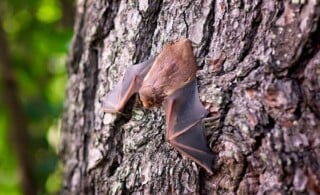 Bat on a tree