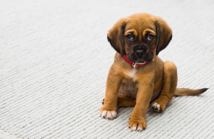 how do i remove the smell of dog urine from my carpet