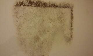 Mold on the wall