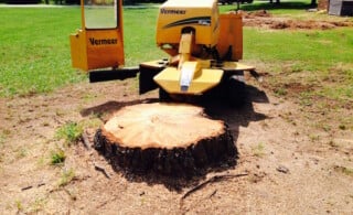 Tree removal