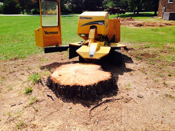 Tree removal