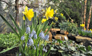 Flowers in a garden