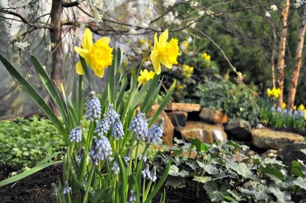 Flowers in a garden