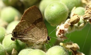 Moth on a leaf