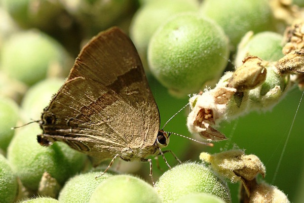 Moth on a leaf