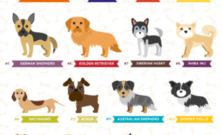 Most popular breeds in the US