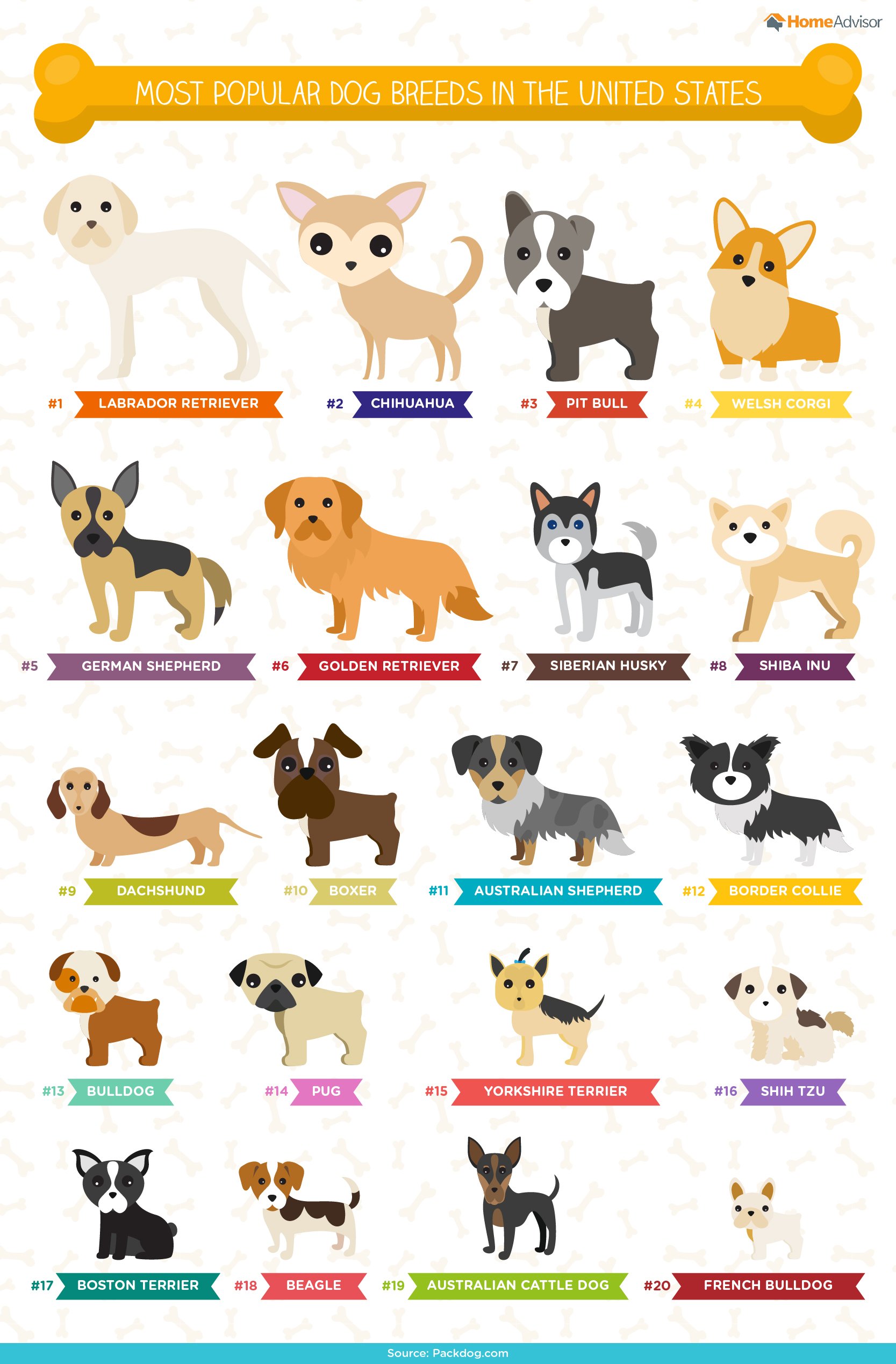 The Ultimate List of Popular Dog Names & Breeds - Infographic by