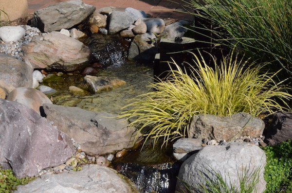 Bog garden water feature