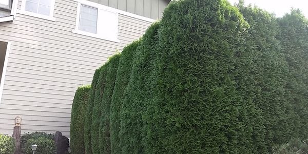 privacy hedges privacy hedge