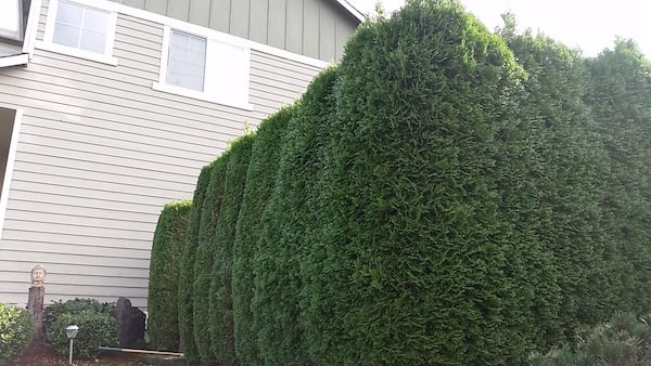Privacy hedges