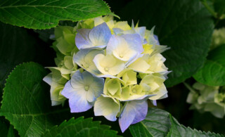 Greenhouse flower