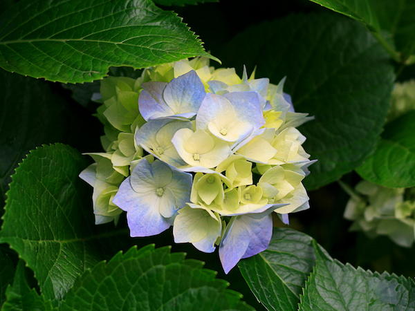 Greenhouse flower