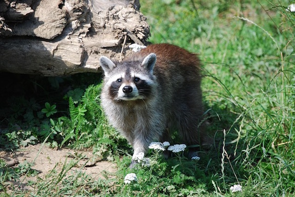 Raccoon