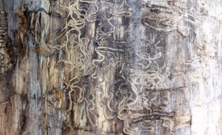 Wood damage from termites