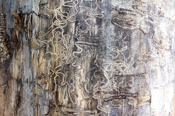 Wood damage from termites