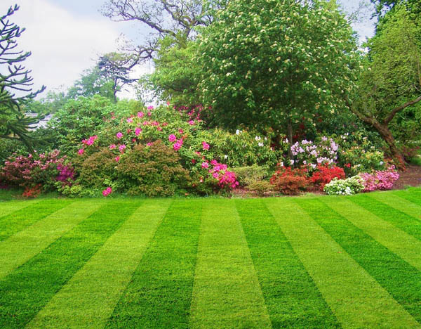 Maintained lawn