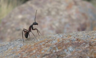 Ant