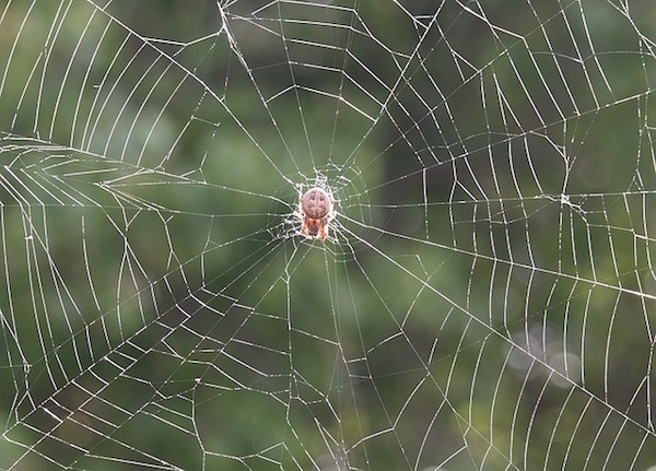 Spiderweb