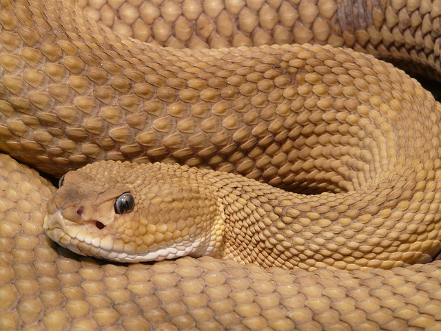 Rattlesnake