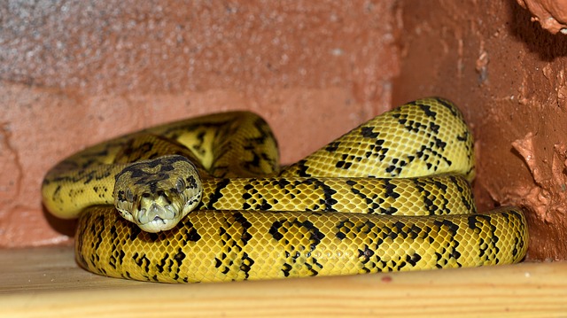 Yellow & black snake