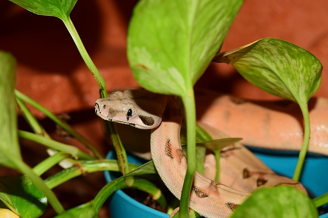 Snake among leaves